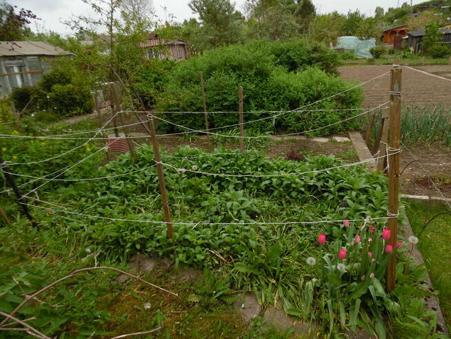 Działka ROd - Jedność Ostróda pow. 480m2