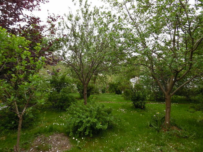 Działka ROD Jedność - Ostróda pow 420 m2