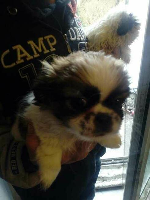 suczka shih tzu z genem prapso