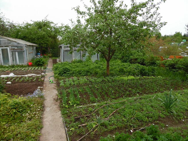 Działka ROD Jedność - Ostróda pow 420 m2