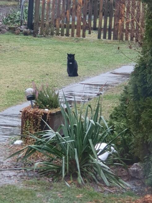 Zaginął czarny kot Misio NAGRODA