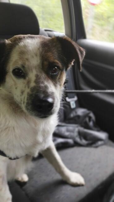 Żiółko ok 3/4 let. wyjątkowy piesek pilnie szuka domu Zet Jo