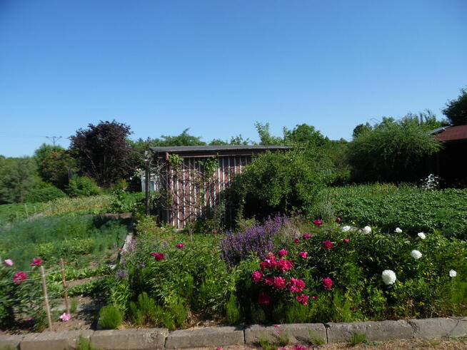 Działka ROD Jedność - Ostróda pow 420 m2