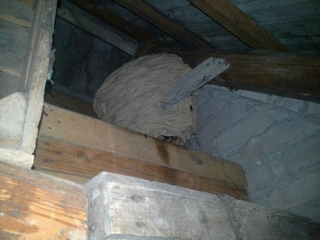 Usuwanie gniazd os i szerszeni