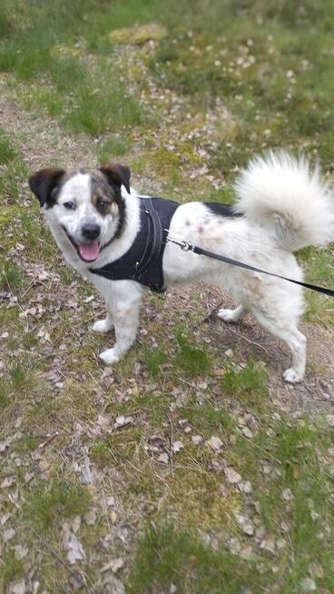 Żiółko ok 3/4 let. wyjątkowy piesek pilnie szuka domu Zet Jo