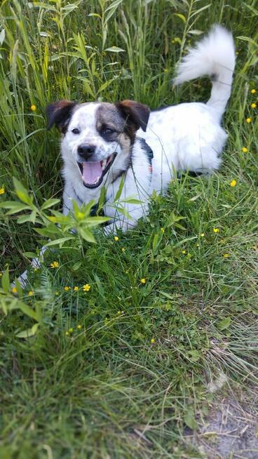 Żiółko ok 3/4 let. wyjątkowy piesek pilnie szuka domu Zet Jo