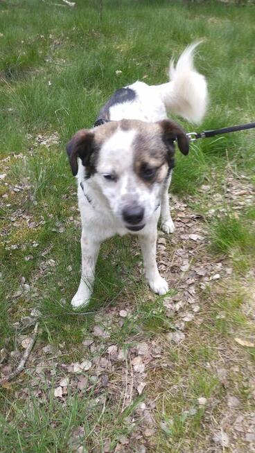 Żiółko ok 3/4 let. wyjątkowy piesek pilnie szuka domu Zet Jo