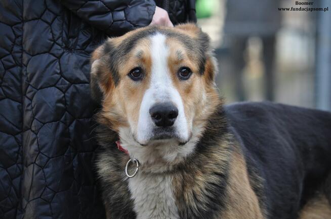 Boomer- Wyjątkowy misiek czeka na nowy domek!