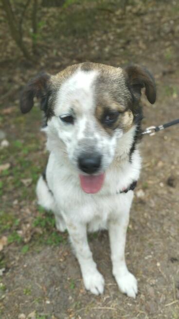 Żiółko ok 3/4 let. wyjątkowy piesek pilnie szuka domu Zet Jo