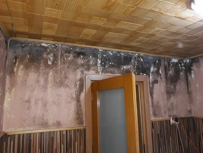 Odgrzybianie budynków