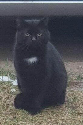 Zaginął czarny kot Misio NAGRODA