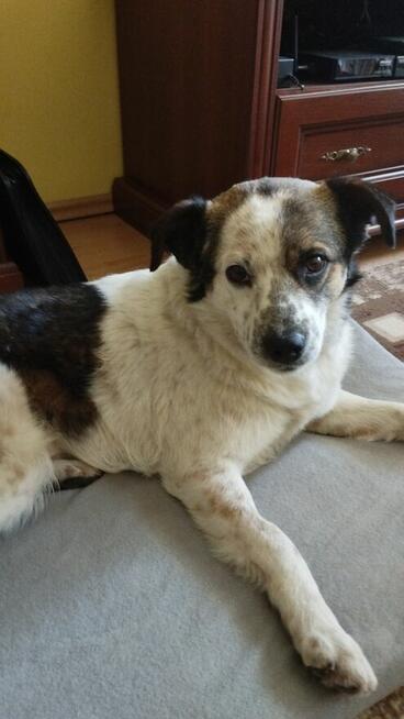 Żiółko ok 3/4 let. wyjątkowy piesek pilnie szuka domu Zet Jo