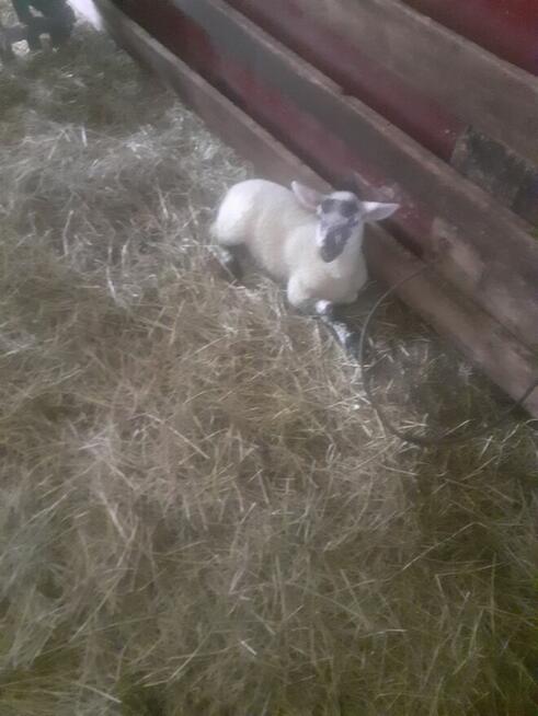 Jagniątka do Twojego ogrótka