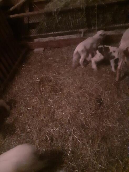 Jagniątka do Twojego ogrótka