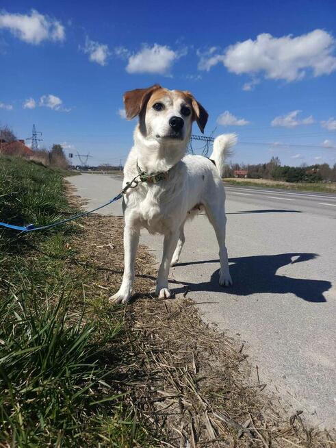 Nieduża, wesoła Bunia prosi o dom.