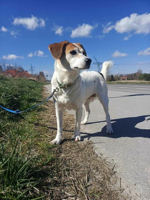 Nieduża, wesoła Bunia prosi o dom.