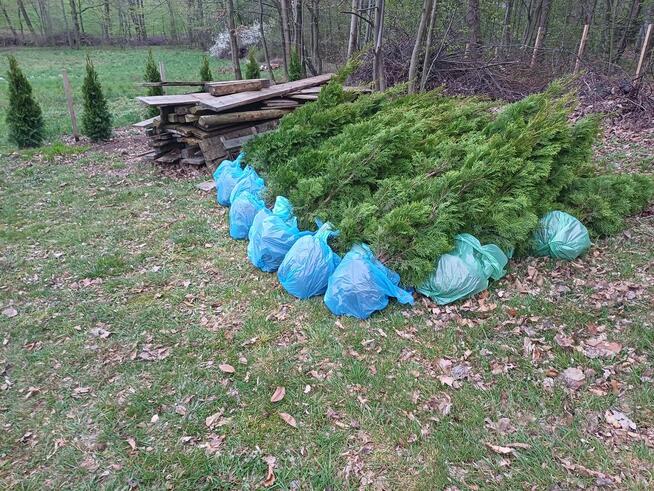 Tuja, tuje Szmaragd. MEGA Promocja do 30.09.