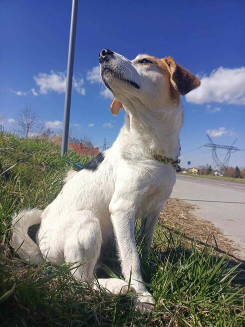 Nieduża, wesoła Bunia prosi o dom.