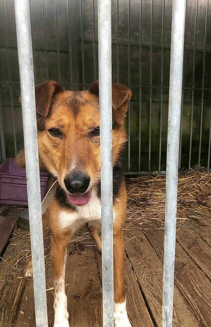 Piękny, skrzywdzony Bryś szuka domu !!