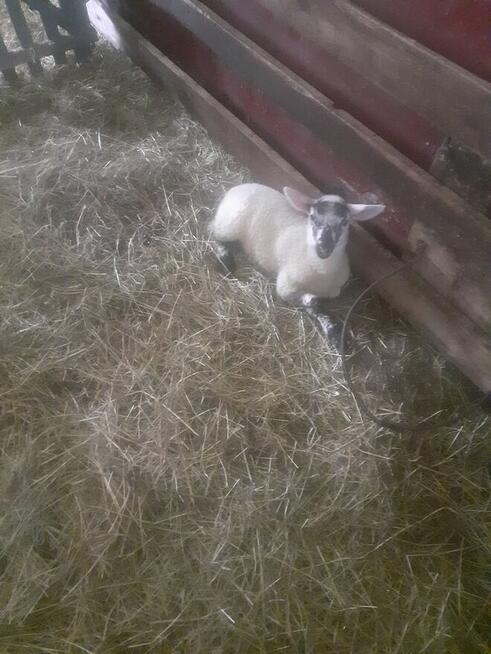 Jagniątka do Twojego ogrótka