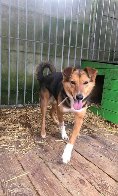 Piękny, skrzywdzony Bryś szuka domu !!