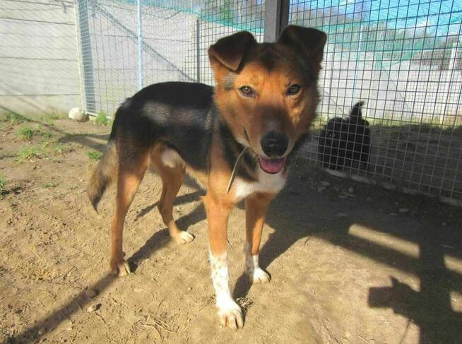 Piękny, skrzywdzony Bryś szuka domu !!