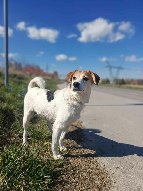 Przekochana sunia podobna do beagla prosi o dom.
