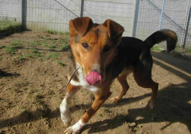 Piękny, zagubiony Bryś szuka domu !!