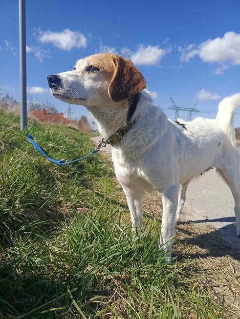 Przekochana sunia podobna do beagla prosi o dom.