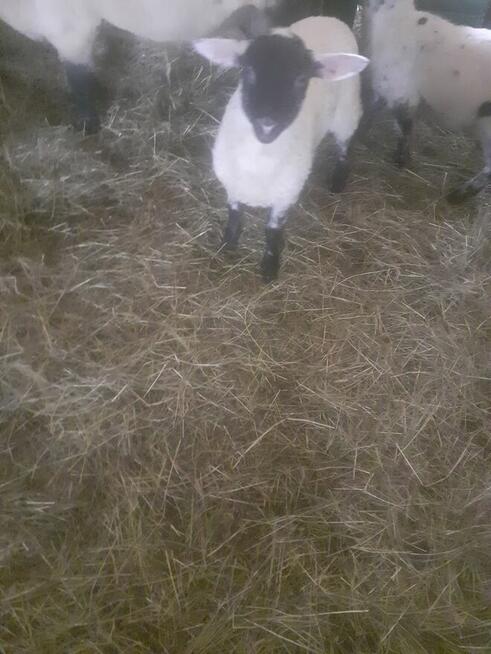 Jagniątka do Twojego ogrótka