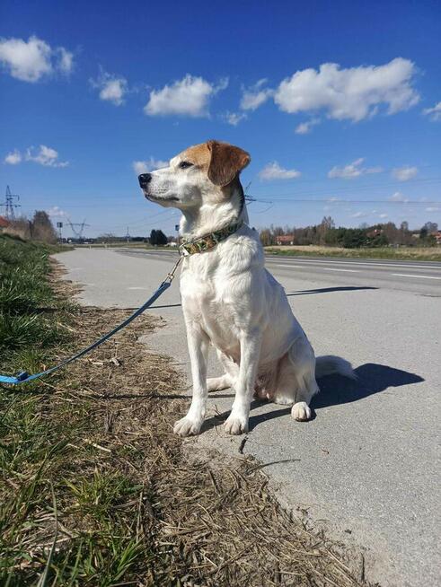 Nieduża, wesoła Bunia prosi o dom.