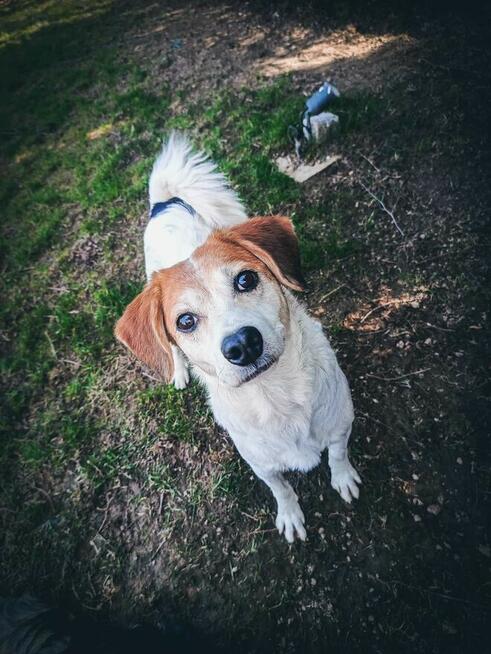 Przekochana sunia podobna do beagla prosi o dom.