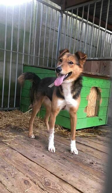 Piękny, skrzywdzony Bryś szuka domu !!