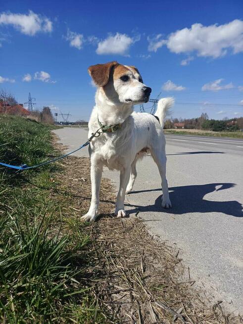 Nieduża, wesoła Bunia prosi o dom.