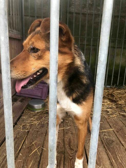 Piękny, zagubiony Bryś szuka domu !!