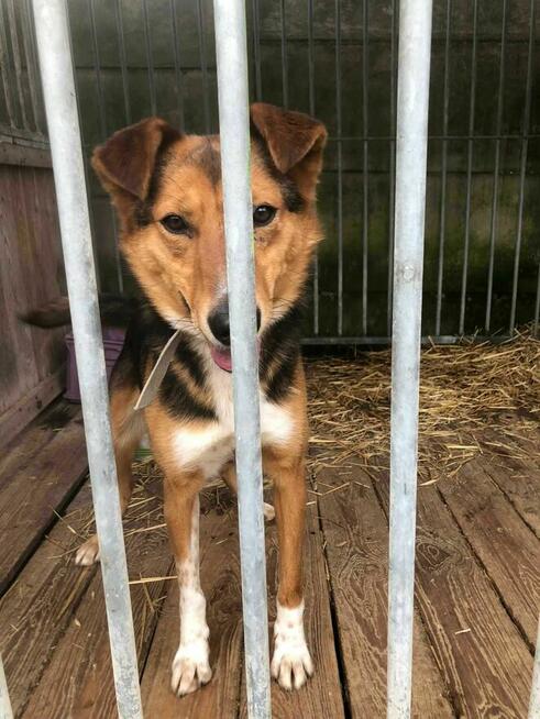 Piękny, zagubiony Bryś szuka domu !!