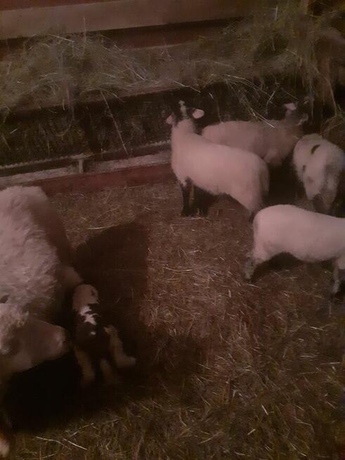 Jagniątka do Twojego ogrótka