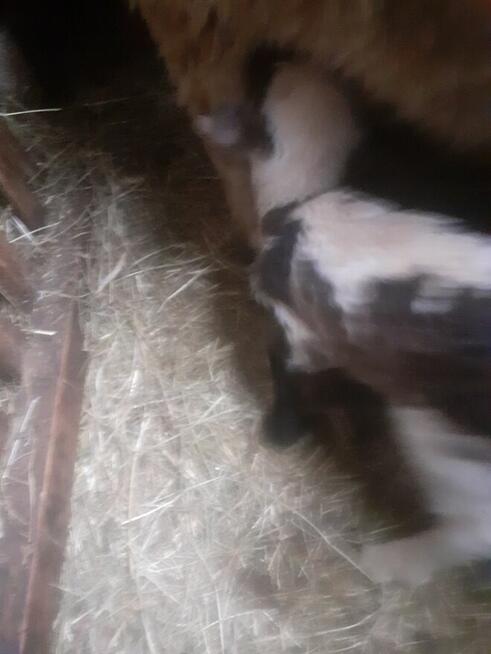 Jagniątka do Twojego ogrótka