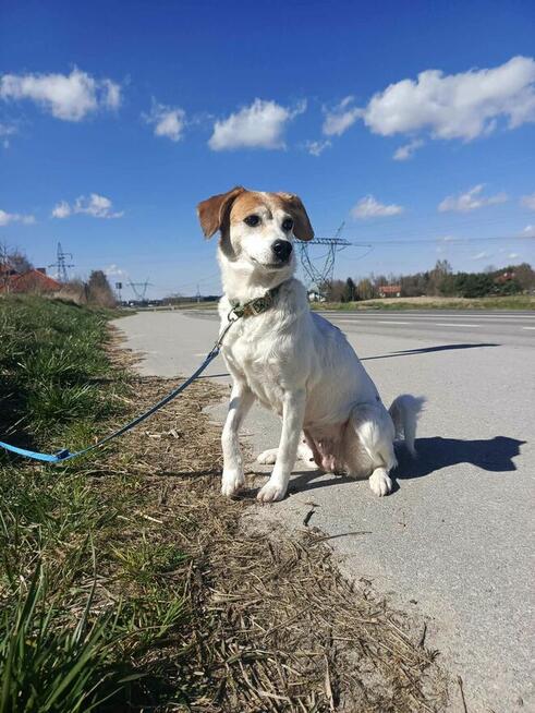 Przekochana sunia podobna do beagla prosi o dom.