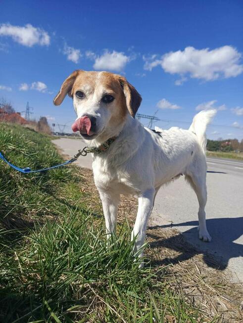 Nieduża, wesoła Bunia prosi o dom.