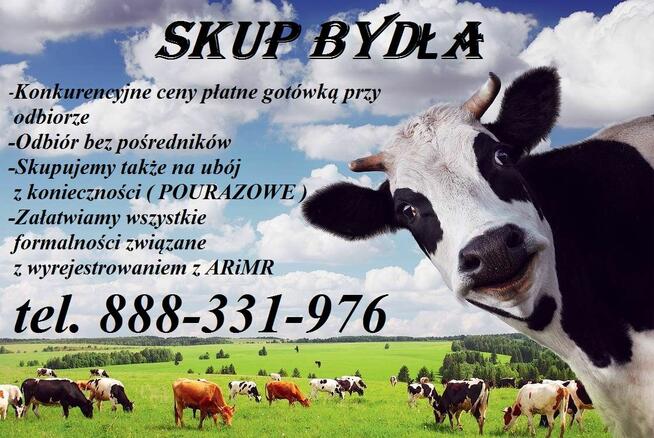 Skup bydła