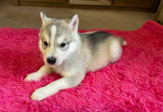 Husky Siberian- doskonały piesek gotowy do odbioru