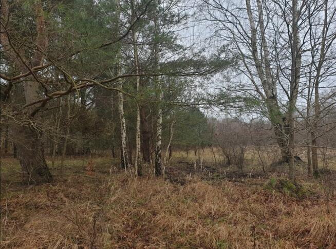 Działki budowlane nad morzem przy lesie