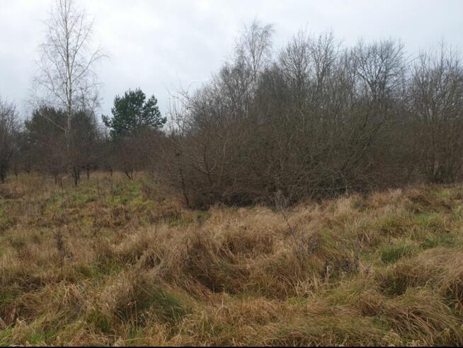 Działki budowlane nad morzem przy lesie