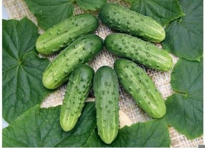 Rosja Pomidor rosyjski odporny na zarazę nasiona kolekcja