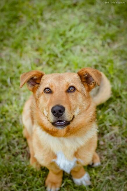 Apik- młody rudy niskopodłogowy pies do adopcji