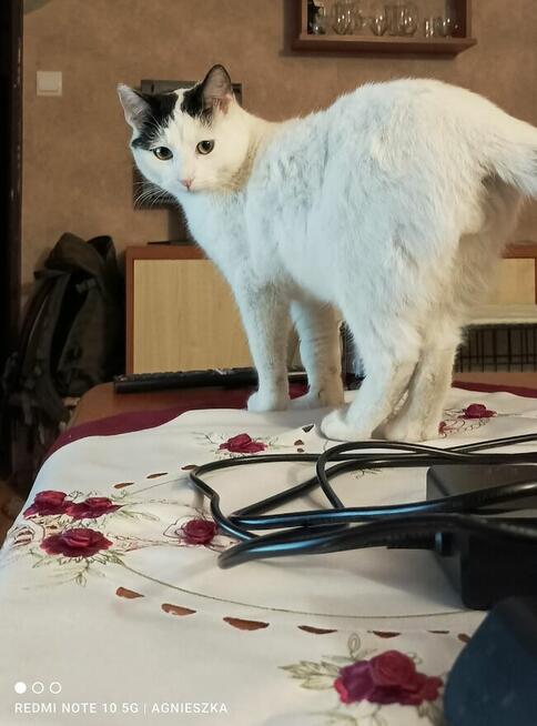 Nemo ok 9 mcz bielusieńki kocurek czeka na dom Tom.Maz