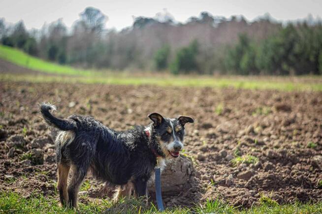Radosny POPUŚ w typie teriera szuka domu !!