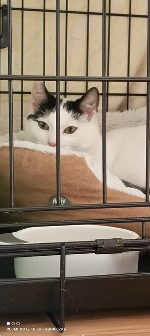 Nemo ok 9 mcz bielusieńki kocurek czeka na dom Tom.Maz