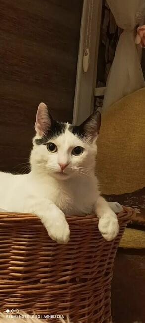 Nemo ok 9 mcz bielusieńki kocurek czeka na dom Tom.Maz